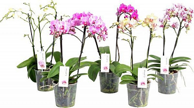 Растение Фаленопсис 1 ствол d12 h40-50 Multiflora