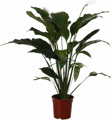 Растение комнатное Спатифиллум 24/120