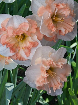 Цибулина TUBERBULB Export B.V. нарциса Пінк Вандер 2 шт.