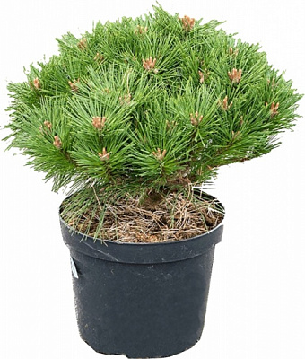 Растение Сосна Бамбино Ра С45 80см