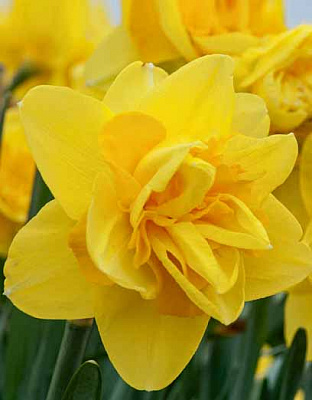 Цибулина нарциса Куінс Дей 2 шт.