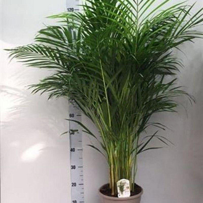 Рослина Дипсіс 24х130