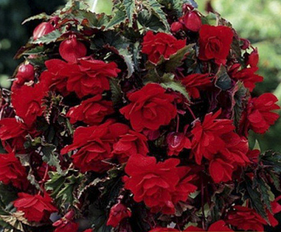 Цибулина Яскрава Бегонія звисаюча Червоний каскад 1шт 1 шт.