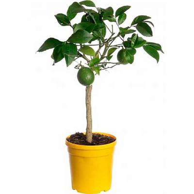 Растение комнатное Цитрус микс 3 сорта 15/45