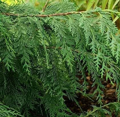 Рослина Кипарисовик нутканський / Chamaecyparis nootkatensis Filip Golden Ters С7,5