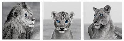 Картина модульна Картина модульна 3 частини Левенята МК 30278 150x50 см ЕО231