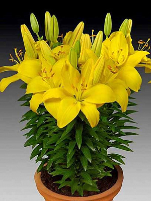 Луковица лилии азиатской горшечной Тайни Ренжер 1 шт. 