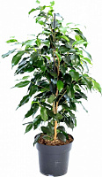 Растение Фикус бенджамина Danielle 14х60 см