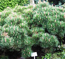 Рослина Сосна чорна / Pinus nigra Breppo, C12