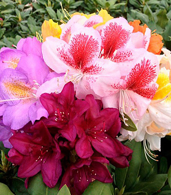 Растение Рододендрон микс d17/h20