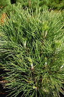 Рослина Сосна чорна / Pinus nigra Spilberg, С20