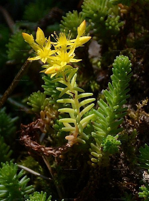 Растение очиток шестирядный