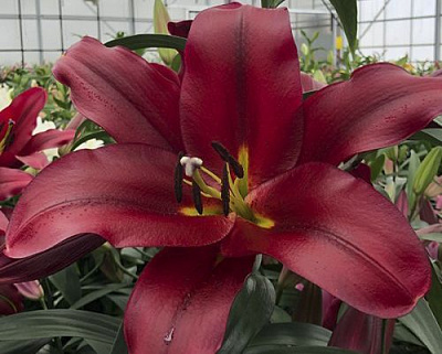 Луковица Яскрава Лилия OT гибрид гигантская Pauillac 1 шт.