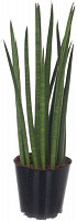 Растение Сансивьерия Сylindrica микс 12х45 см