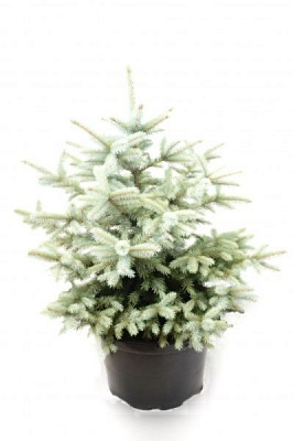 Саджанець MegaPlant Ялина блакитна 60-80 см С25