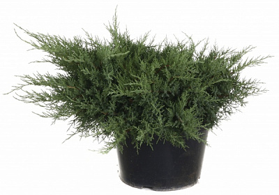 Растение Можжевельник средний Pfitzeriana Compacta (V20-S23 d80 C20)