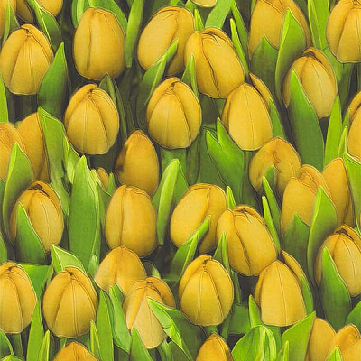 Шпалери зі спіненого вінілу Sintra Decoration Тюльпани 416730 0,53x10,05 м