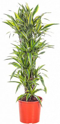 Рослина кімнатна Драцена Лемон Лайм d12/h40