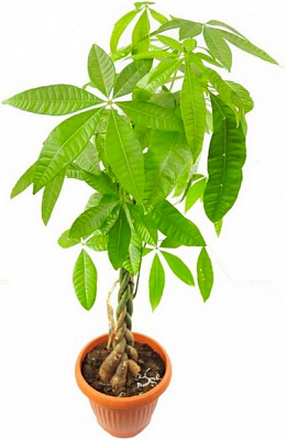 Растение комнатное Пахира 14x60 ствол заплетенный косой