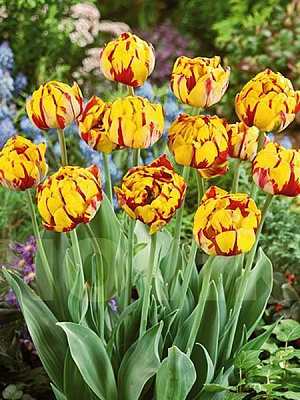 Луковица TUBERBULB Export B.V. тюльпана махрового позднего Голден Ницца 3 шт. 