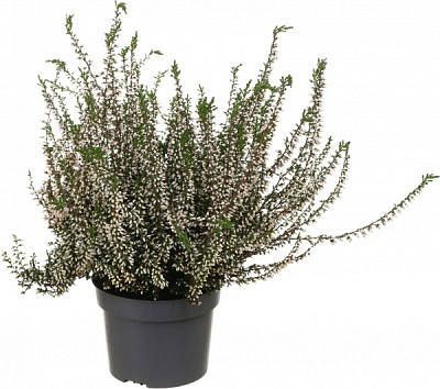 Растение Каллуна гарлен герл d11/h16