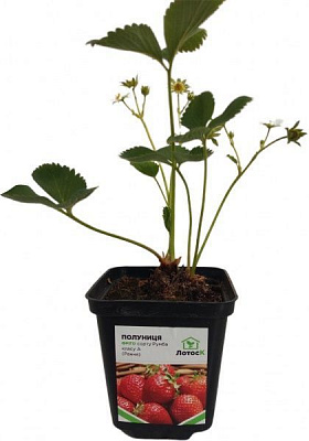 Саженец Лотос К клубника фриго Румба класса A (Р9)