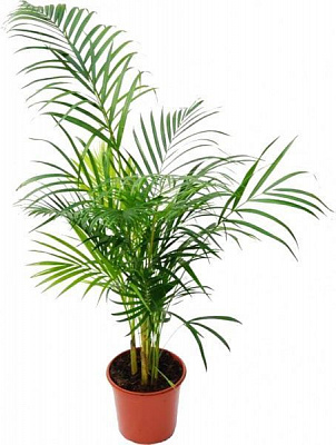 Растение Пальма Хамедорея 9x35 см