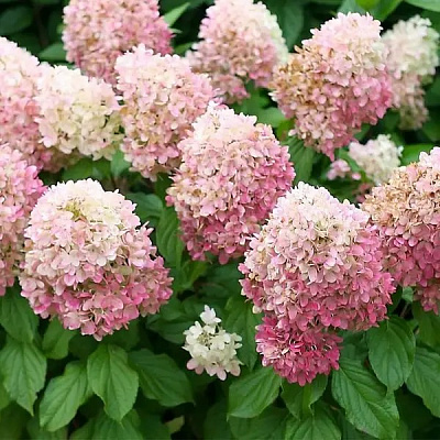 Рослина Гортензія волотиста Тач оф Пінк / Hydrangea paniculata Touch of Pink С3/Н30-40