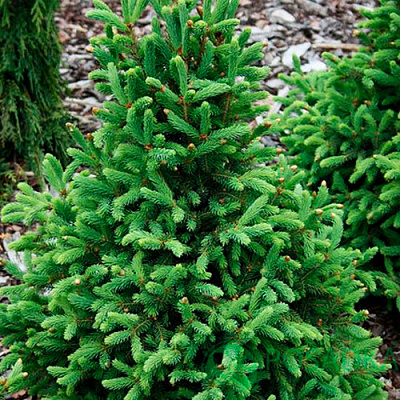 Рослина Ялина колюча Супер Грін/Picea gl. 'Super Green' С5/H80-100