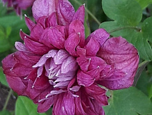 Рослина Клематіс пурпурний елеганс d11/h40
