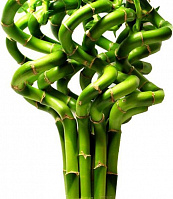 Растение комнатное Бамбук Спираль 100 см