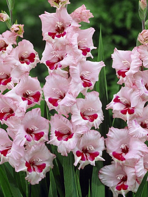 Клубнелуковица гладиолуса Вайн энд Роузес 3 шт. 