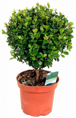 Растение Мирсина на штамбе 12х30 см