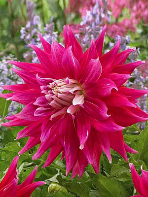 Коренебульба жоржини дінерплейт ЕйСі Дарк Хос 1 шт.