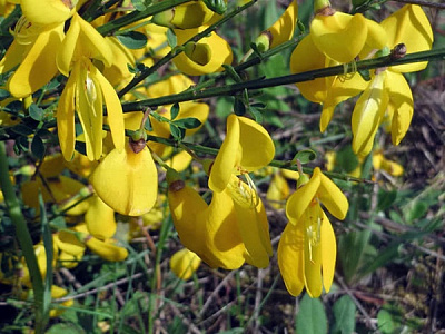 Растение Рокитник С3