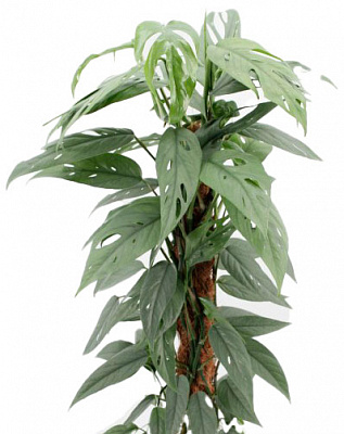 Растение комнатное Эпипремнум Cebu Blue 12/20