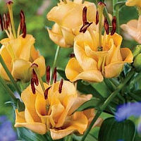 Цибулина Яскрава Лілія OT гібрид трояндоподібна Apricot Fudge 1 шт.