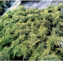 Растение Можжевельник средний Голд Кисен С3 D20-25