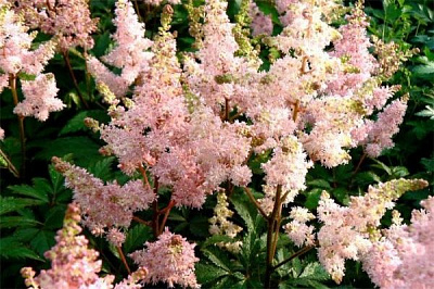 Рослина декоративна Лотос К Астильба Ніккі (Astilbe Nikki)