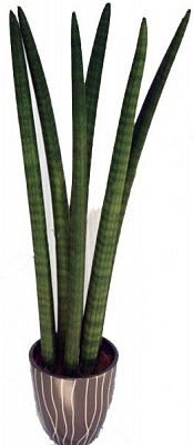Растение Сансеверия цилиндрика 9х25 см