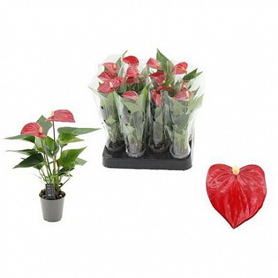 Растение Антуриум 06х15 красный