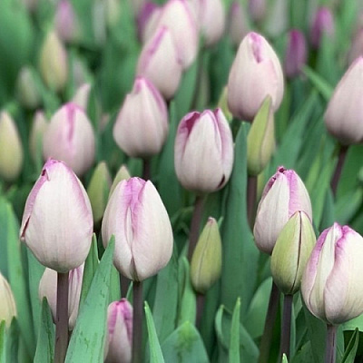 Луковица Яскрава Тюльпан триумф Jacuzzi 