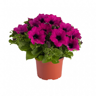 Растение Петуния аткинсиана (Сурфиния)д.19-20(амп.)