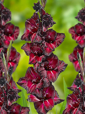 Клубнелуковица F.Stoop B.V. гладиолуса Бек Сюрпрайз 3 шт.