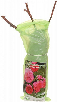 Саженец розы парковой