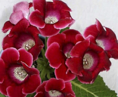 Цибулина Яскрава Глоксінія Roi de rouge 1 шт.