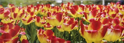 Репродукція Романтизм 828-3 28x80 см