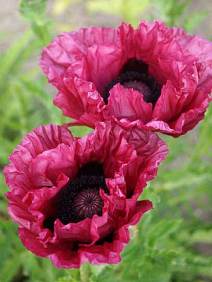 Корневище Heemskerk Vasteplanten B.V. мака Централ Парк 1 шт. 