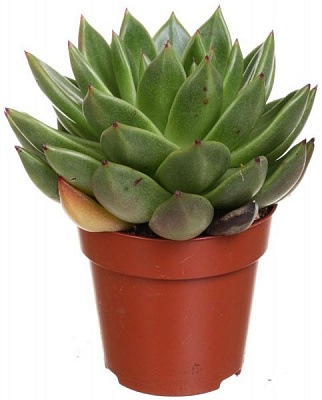 Рослина Ехеверія 8.5х15 см