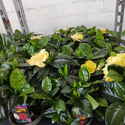 Рослина Гарденія 13x20